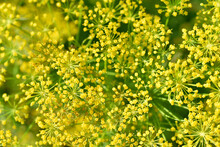 Yellow Dill Flowers Close-up. Macrophotography Of Yellow Dill Flowers.