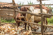 Two cows staying in stable in a farm in Rwanda region in Africa