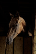 Brown Horse In A Stall, Portrait, Low Key, Strong Shadows, Vertical Frame.