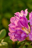 Fototapeta Tulipany - Blossom pink rhododendron flower on a summer sunny day macro photography. Garden flowering plant with lilac petals in summertime close-up photo.	