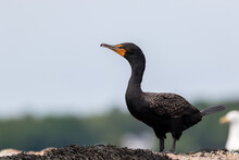 Double-crested Cormorant, Phalacrocoracidae, Closeup Standing On Seaweed Covered Rock On A Summer Morning In Maine