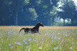Pony im Gegenlicht auf Blumenwiese