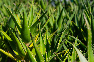 Aloe Vera, fresh leaf of Aloe Vera, natural background in farm garde, Aloe Vera Plantation. Aloe Vera for ingredient cosmetics