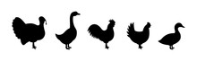 Set Of Farm Birds Silhouettes. Turkey, Chicken, Rooster, Duck, Goose Black Silhouettes. Farm Animals Character Icons Set Isolated On White Background.