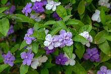 Brunfelsia Pauciflora Is Also Called Yesterday-today-tomorrow, Morning-noon And Night, Kiss Me Quickly And Brazilian Rain Tree.