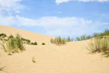 Wall Mural - Sand dunes of the Sarykum dune. A natural monument. Dagestan. Russia