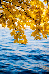 Wall Mural - bright colorful maple leaves on lake background. beautiful view of autumn leaves in the park on a su
