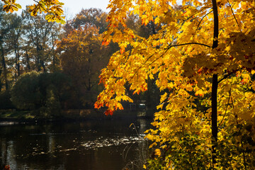 Wall Mural - bright colorful maple leaves on lake background. beautiful view of autumn leaves in the park on a su