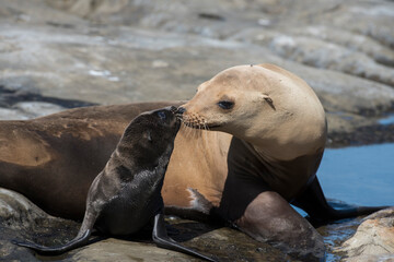 Wall Mural -  sea lion