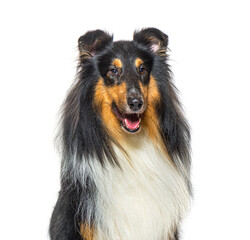 Wall Mural - head shoit of a Rough Collie dog panting, isolated on white