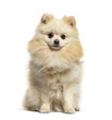 Beige spitz dog looking at the camera, isolated on white