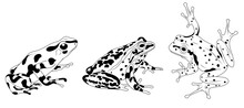 Frog. Isolated Illustration Of A Frog.. Amphibians. Coloring.