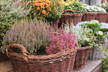 Heather, Chrysanthemum, Hydrangea And Other Autumn Flowers In Pots In Flower Shop. Halloween And Thanksgiving Fall Season Decoration With Flowers In Trendy Rattan Baskets