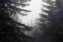 Gray Sky Between Spruce Trees On A Gloomy Day