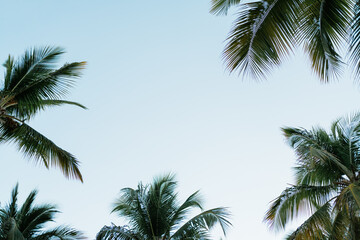 palm trees against blue sky