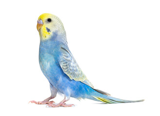 Poster - Profile of a blue rainbow Budgerigar bird, isolated on white