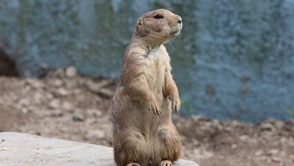 Canvas Print - Prairie Dog, Sciuridae, stands up and looks around on a summer afternoon