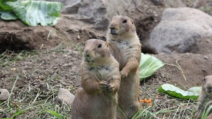 Wall Mural - Pair of Prairie Dogs, Sciuridae, eating grass on a summer afternoon
