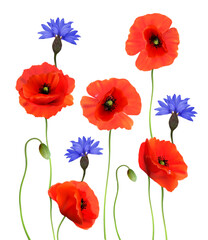 Wall Mural - Red Poppies and Blue Cornflowers isolated on white background. 3d Realistic Vector