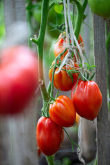 Canvas Print - tomatoes growing in a green house