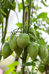 Canvas Print - tomatoes growing in a green house