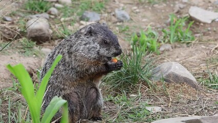 Poster - Young groundhog, Marmota Monax, standing up eating a carrot on a summer afternoon