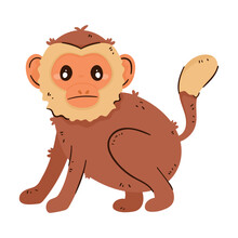 Tamarin Monkey Animal Wild