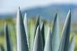 Blue Agave field - Agave tequila plant landscape fields in Jalisco, Mexico	
