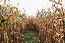 Corn Field In The Fall.
