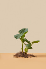 Hosta Plant In Soil