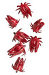 Fresh red roselle fruits levitation isolated on white background.