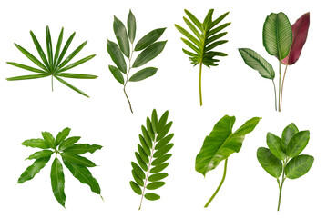 Wall Mural - Set of tropical green leaves isolated on white background.