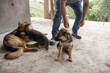 © Laura Herrera/Stocksy - German shepherd and puppies