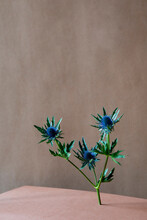 Unusual Blue Flower Still Life