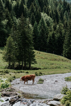 Cow Drinking Water In A River