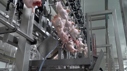 Wall Mural - Chicken on rail conveyor come to automatic circle saw cut a half whole in automate meat process line.