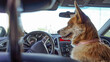 © Anna Rvanova/Stocksy - Corgi dog in the car