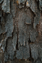 Gnarled Tree Bark Detail