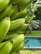 Bunch Of Green Bananas