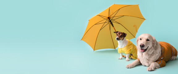 Wall Mural - Funny dogs in autumn clothes and with umbrella on light blue background with space for text