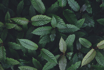 Nature green leaf background, kratom tree grows on dark plant tree kratom leaves - Mitragyna speciosa korth medicinal plants