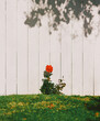 © Douglas Robichaud/Stocksy - Solo Rose