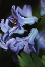 Macro Of Ladybug Inside Bell Shaped Bluebell Flower