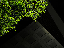 Green Leaves With Architecture 