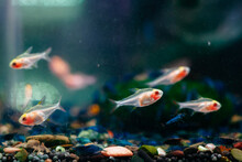 Beautiful Fish Swim In Aquaculture Tank
