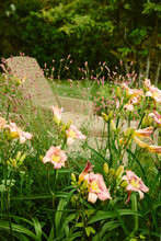 Day Lilies Growing In A Garden.