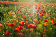 Poppy Flower Field In Sunset