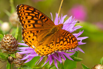 Wall Mural - Great spangled fritillary butterfly on bee balm in New Hampshire.