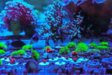  Cultured Live Coral In Aquarium