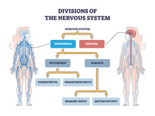 Divisions Of Peripheral And Central Nervous System Anatomy Outline Diagram. Labeled Educational Scheme With Autonomic And Somatic Or Sympathetic And Parasympathetic Categories Vector Illustration.